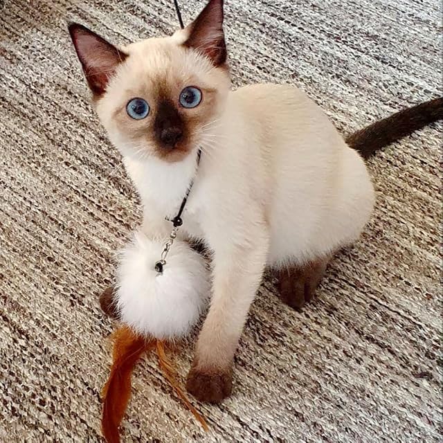 Foto 6 de 7 de MAIYADUO Juguete de la Pluma del Gato Entrenamiento telescópico Interactivo Natural de Plumas Varita Gato…