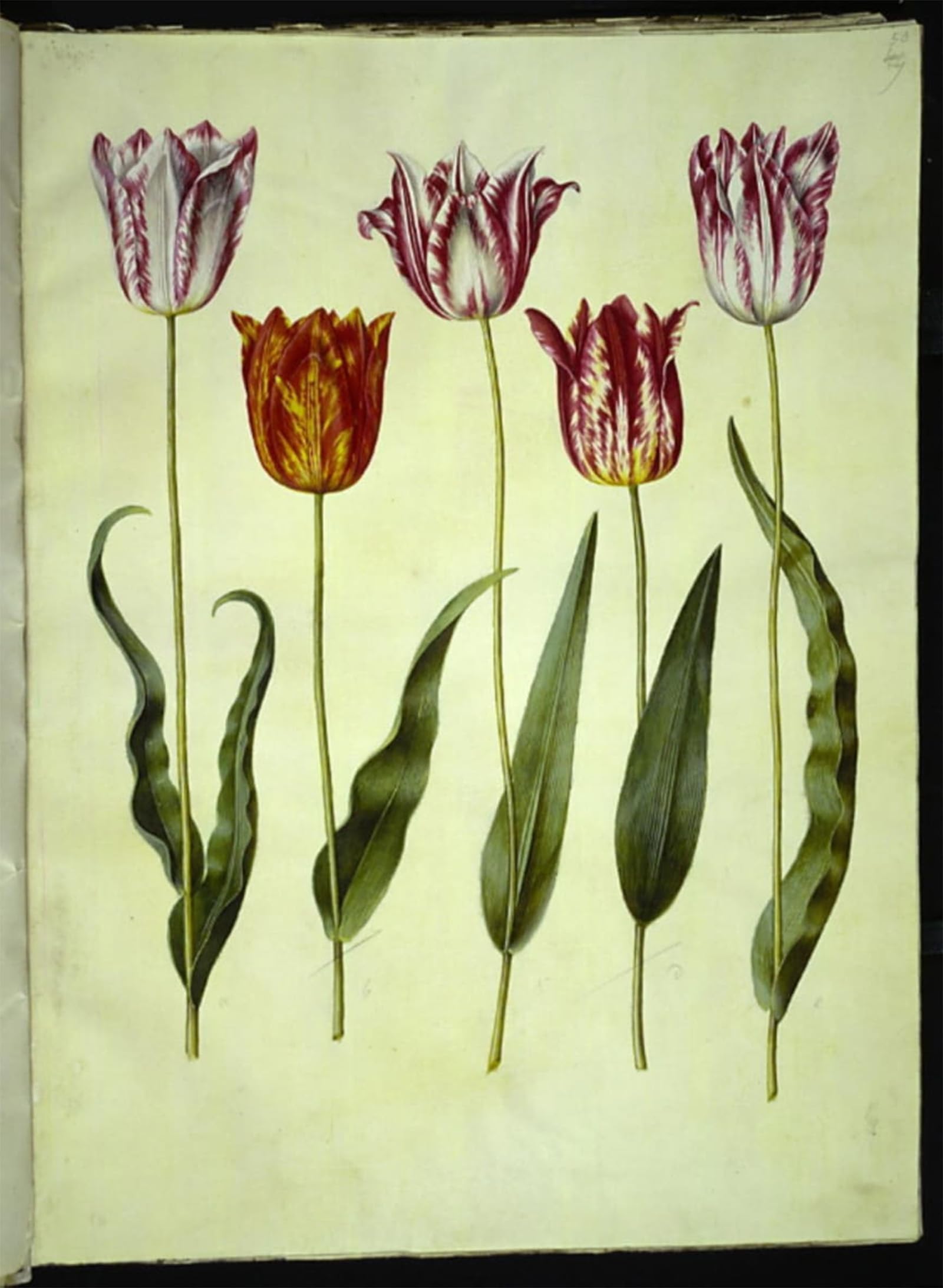 ARTXLXXBN Famous Print Painting Colorful Art Print Tulipa Gesneriana by Hans Simon Holtzbecker Canvas Art Decorations for Home Decor 60x90cm