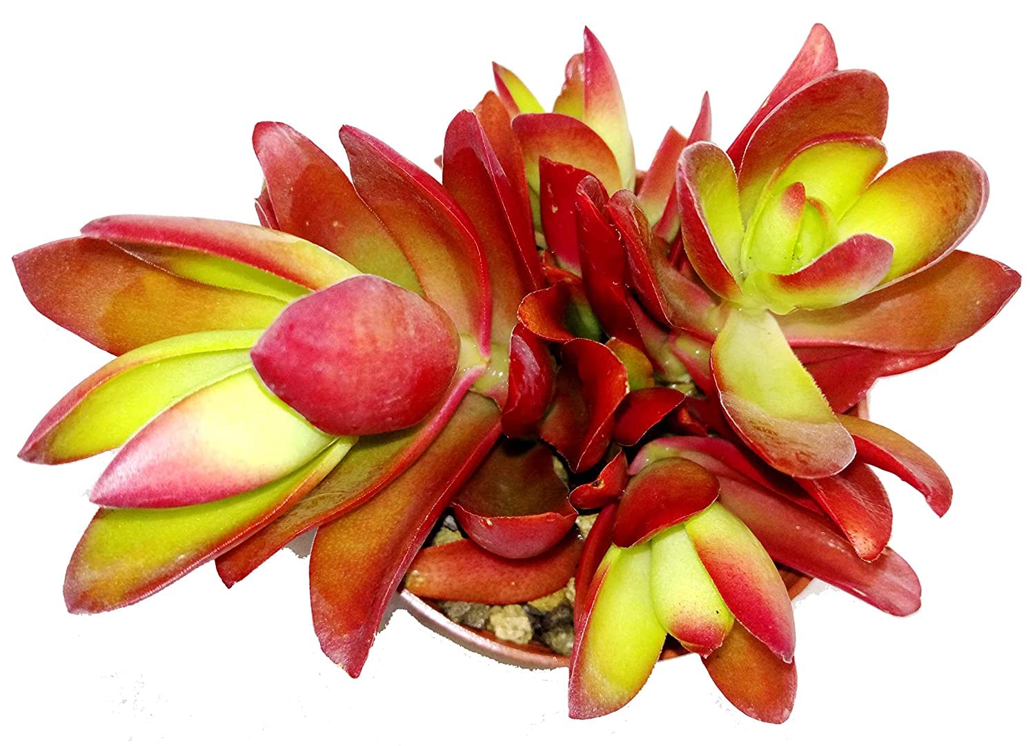 UGALOO Live Succulent Plant Crassula Campfire