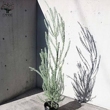 新品種アカシア「ゴールドチップ」7号鉢140cm大株 Amazon.co.jp: アカシア・ゴールドチップ 7号ポット【品種で