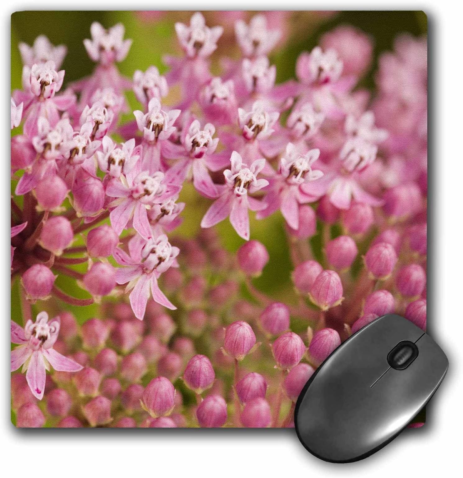 GlobalNiche® LLC 8 x 8 x 0.25 Inches Mouse Pad, North Carolina, Swamp Milkweed Flora, Joanne Wells (mp_93103_1)