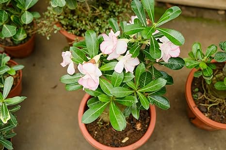 Amazon アデニウム 砂漠のバラ 鉢植えの観賞用の花 砂漠のバラ球根 高い生存率と健康な球根 2 球根 花