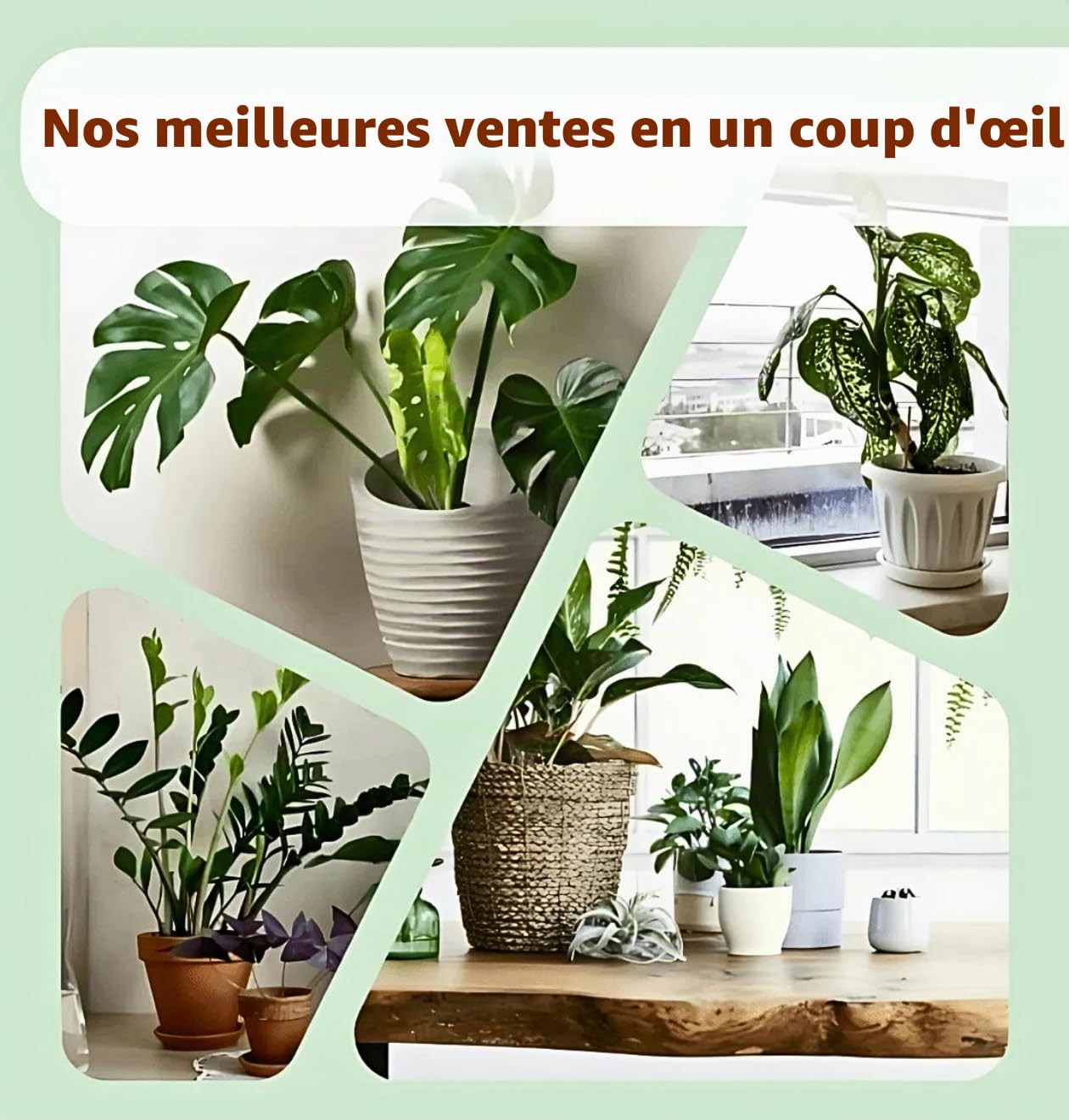 Monstera Deliciosa Lot de 3, 55-70 cm, Pot de 14 cm Ø, Ensemble de plantes pour appartement et bureau, Qualité de professionnel de plantes, Expédition rapide de plantes, Idéal pour la verdure