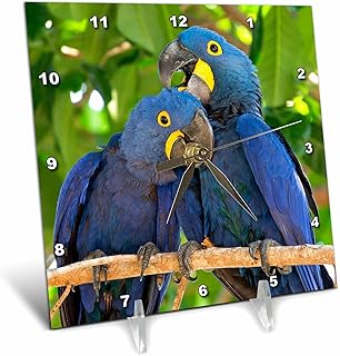 3dRose 6x6 Desk Clock - Brazil, Mato Grosso, The Pantanal. Pair of Hyacinth Macaws Cuddling. Birds