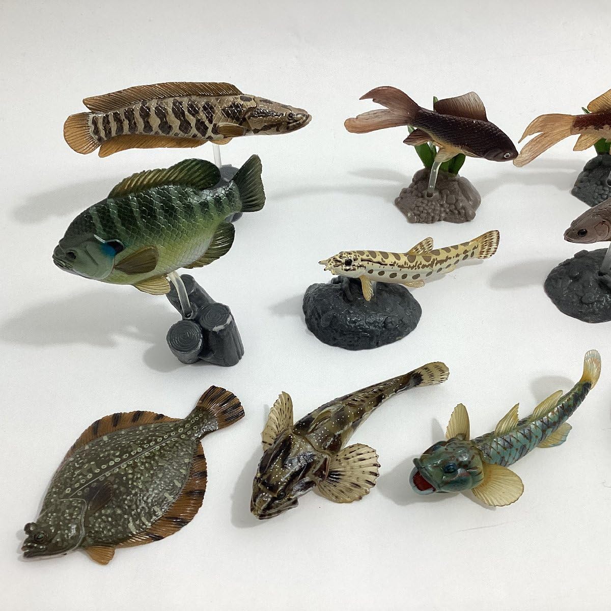 原色淡水魚図鑑　ユージン 61VTbsJCaeL._UF350,350_QL50_.jpg