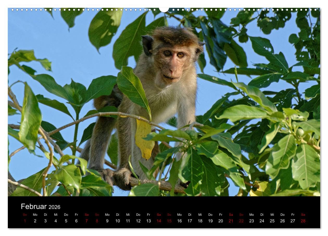 Sri Lanka - Tierische Momente (hochwertiger Premium Wandkalender 2026 DIN A2 quer), Kunstdruck in Hochglanz: Dieser Kalender gibt einen Einblick in die Tierwelt Sri Lankas (CALVENDO Natur)