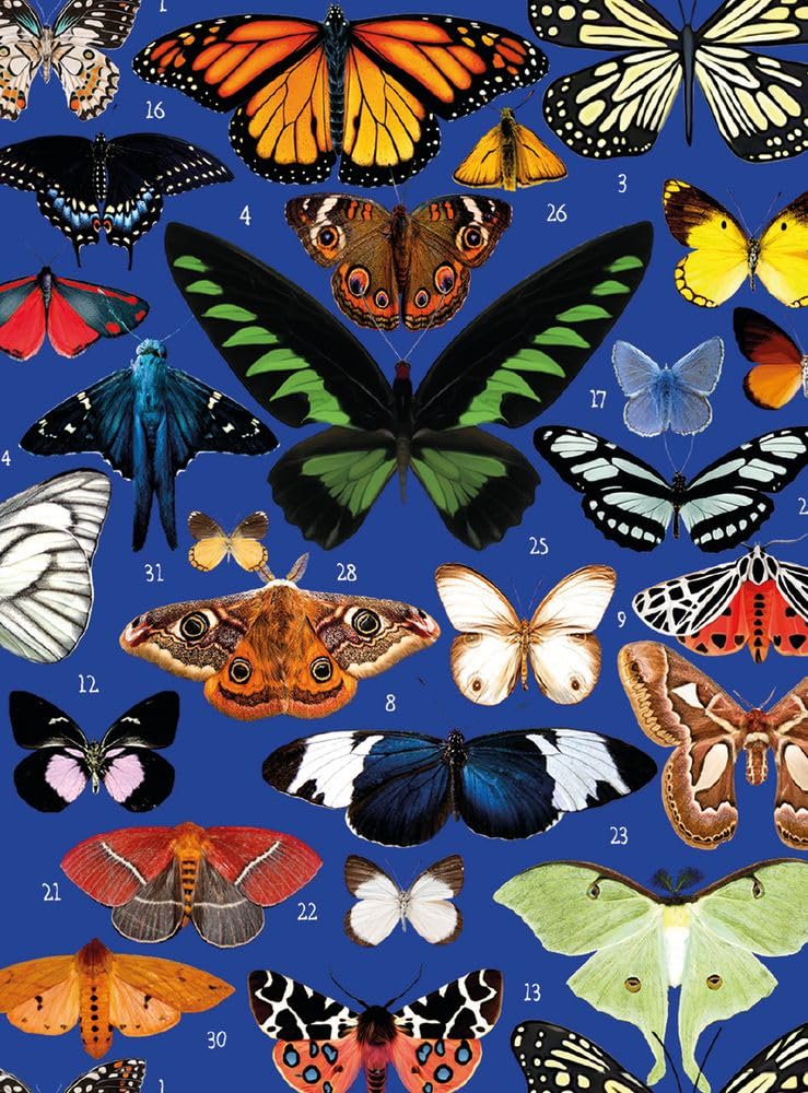 Museums & Galleries Blank Notecards Pack of 8 - Butterflies by Mary Katrantzou - Premium Greeting Cards Multipack with Envelopes