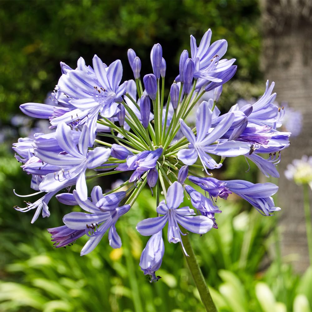 Amazon.co.jp: ITANSE アガパンサス セプテンバーヘームル