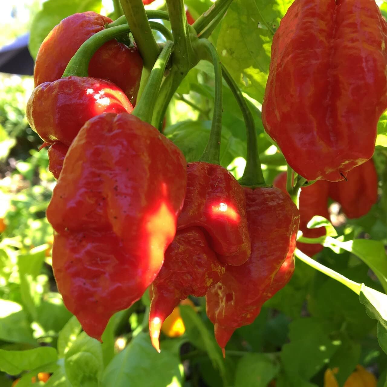 Apocalypse Scorpion Red Chili Plant - Three (3) Live Plants - Each 75 Days Old - Not in Pots - Super Hot Pepper - 2,000,000 SHU for Planting in Your Organic Garden