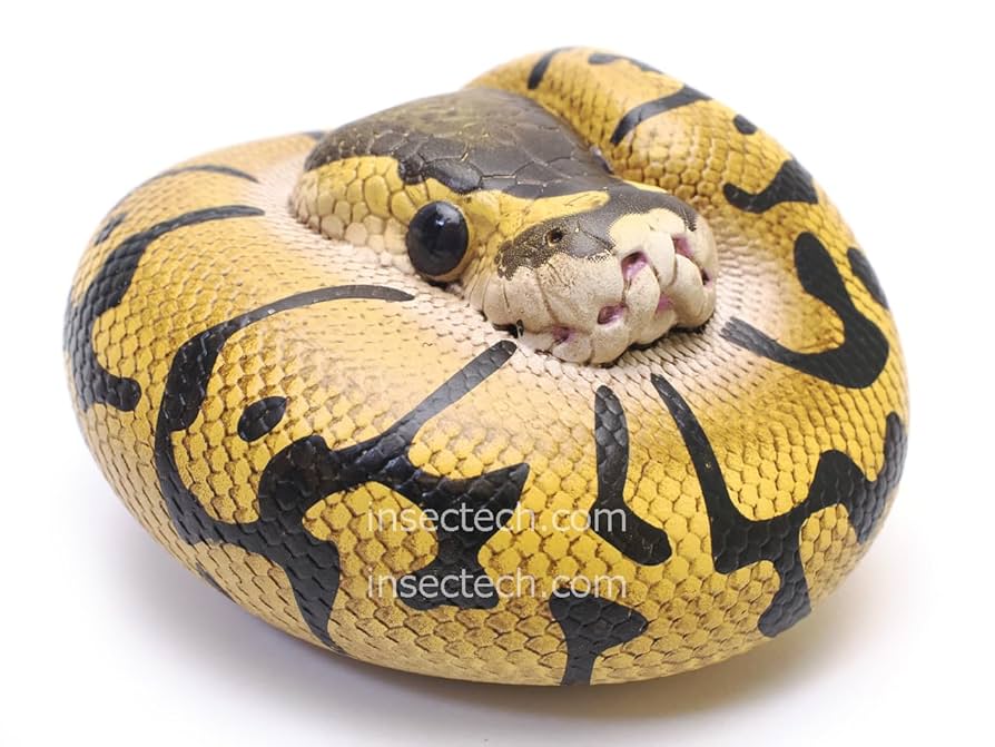 【30体限定！】【動物の惑星】ボールパイソン　フルブラック　アニマルプラネット 30体限定！】【動物の惑星】ボールパイソン フルブラック