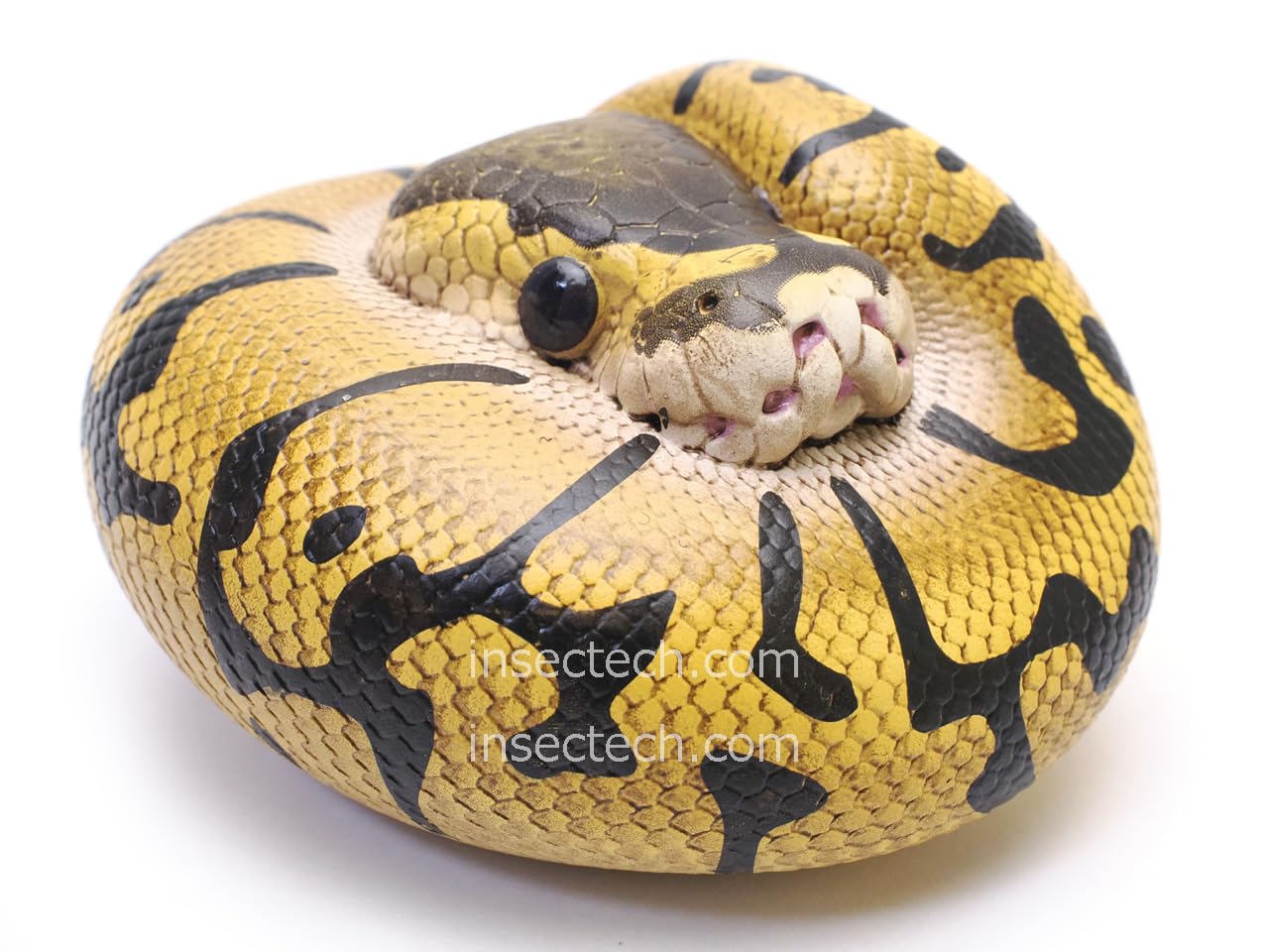 Amazon.co.jp: 【動物の惑星】ボールパイソン（エンチ）フィギュア完成