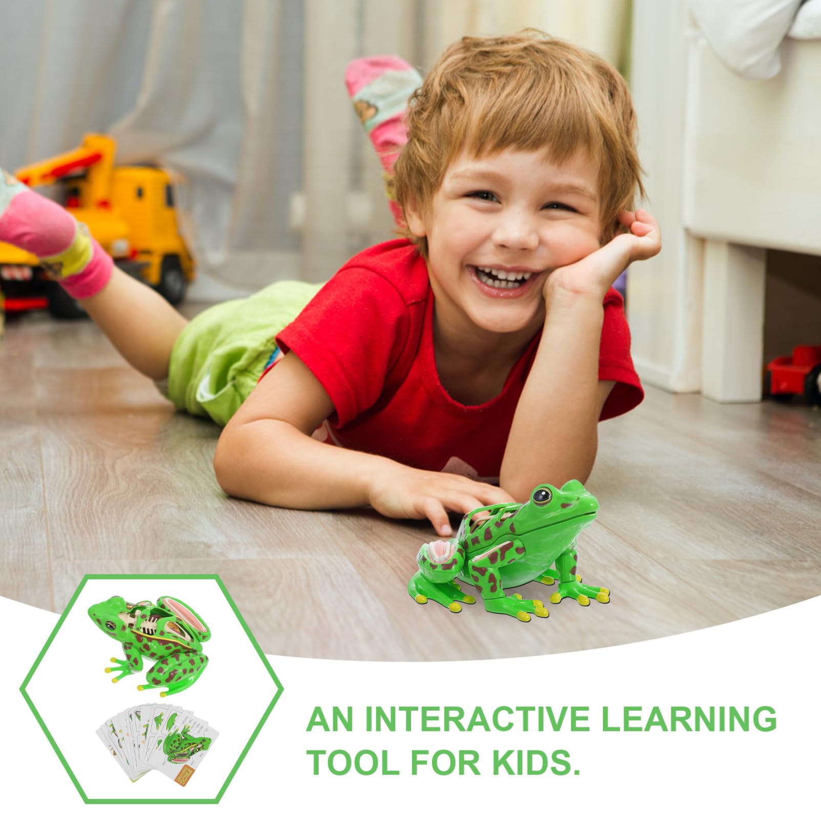Grenouille Modèle Outils Pour Pour L'Aide À L'Étude D'Anatomie Grenouille Souvenirs Grenouille Anatomie Réplique Réaliste Grenouille Réaliste Grenouille 3D Puzzle Grenouille