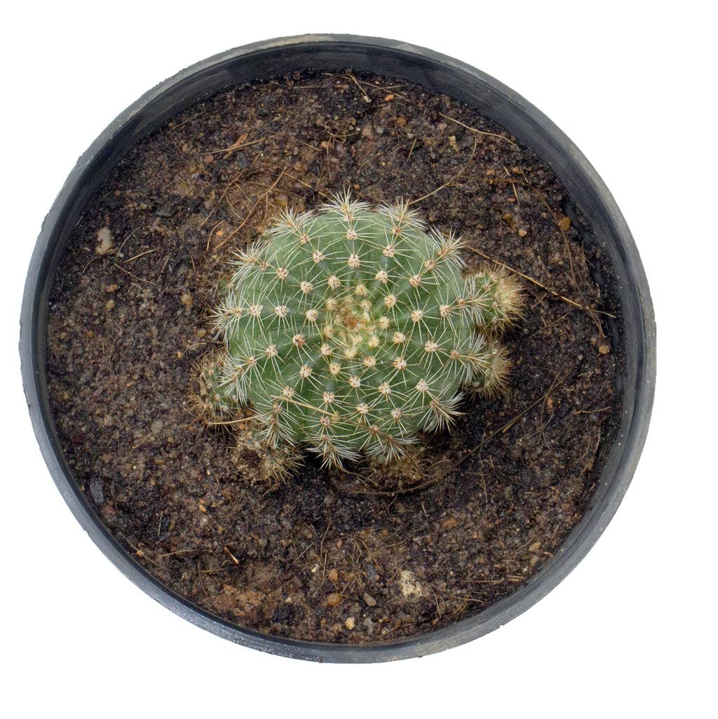 Creative Farmer Plant For Room Decoration Echinopsis Tubiflora Cactus With Pot -(Live Plants), Office Desk Gifting Purpose |Indoor Plant| (Healthy Live Plant) (B09L1BKNL8) Amazon Price History, Amazon Price Tracker