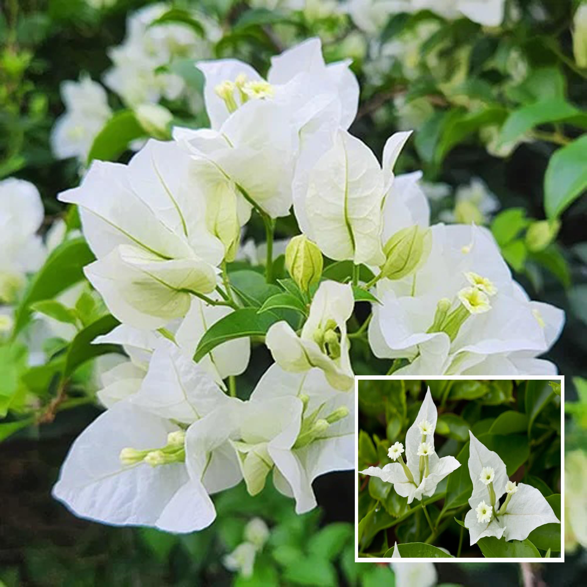 HAPING White Colour Bougainvillea Kagoj Ful Shrubs Flower Live Plant (1-2 Feet Height) (B0CTTXDS71) Amazon Price History, Amazon Price Tracker