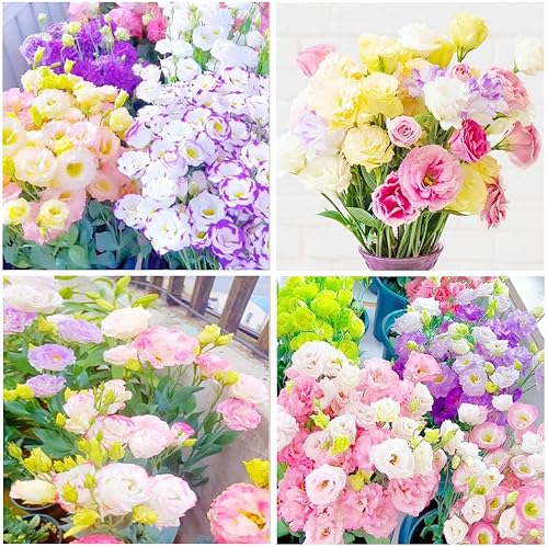 Más de 1000 semillas mixtas de Lisianthus para plantar, semillas de rosas sin espinas Lisianthus