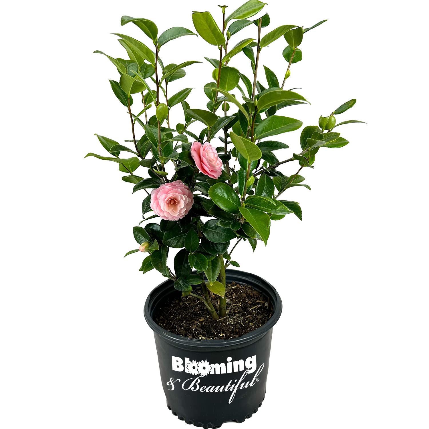 Pink Perfection Camellia
