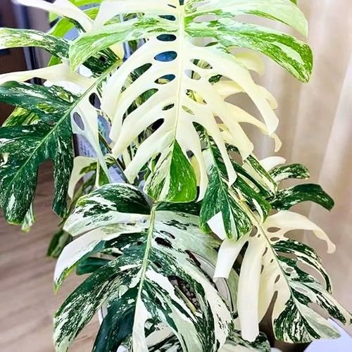 Philodendron - Planta viva, planta de interior abigarrada rara para el hogar u oficina, planta tropical de interior de 5-8 pulgadas de alto