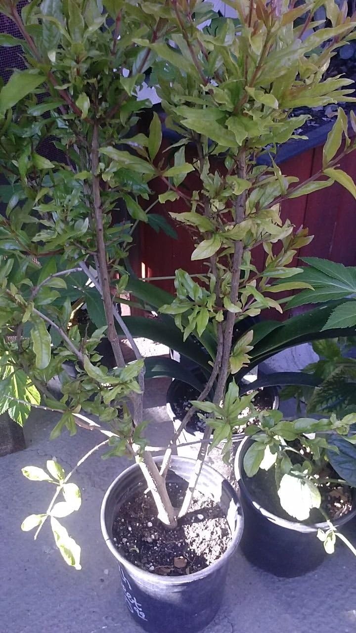 Pomegranate Utah Sweet Fruit Tree - 3 Feet Tall - Ship in 1 Gal Pot