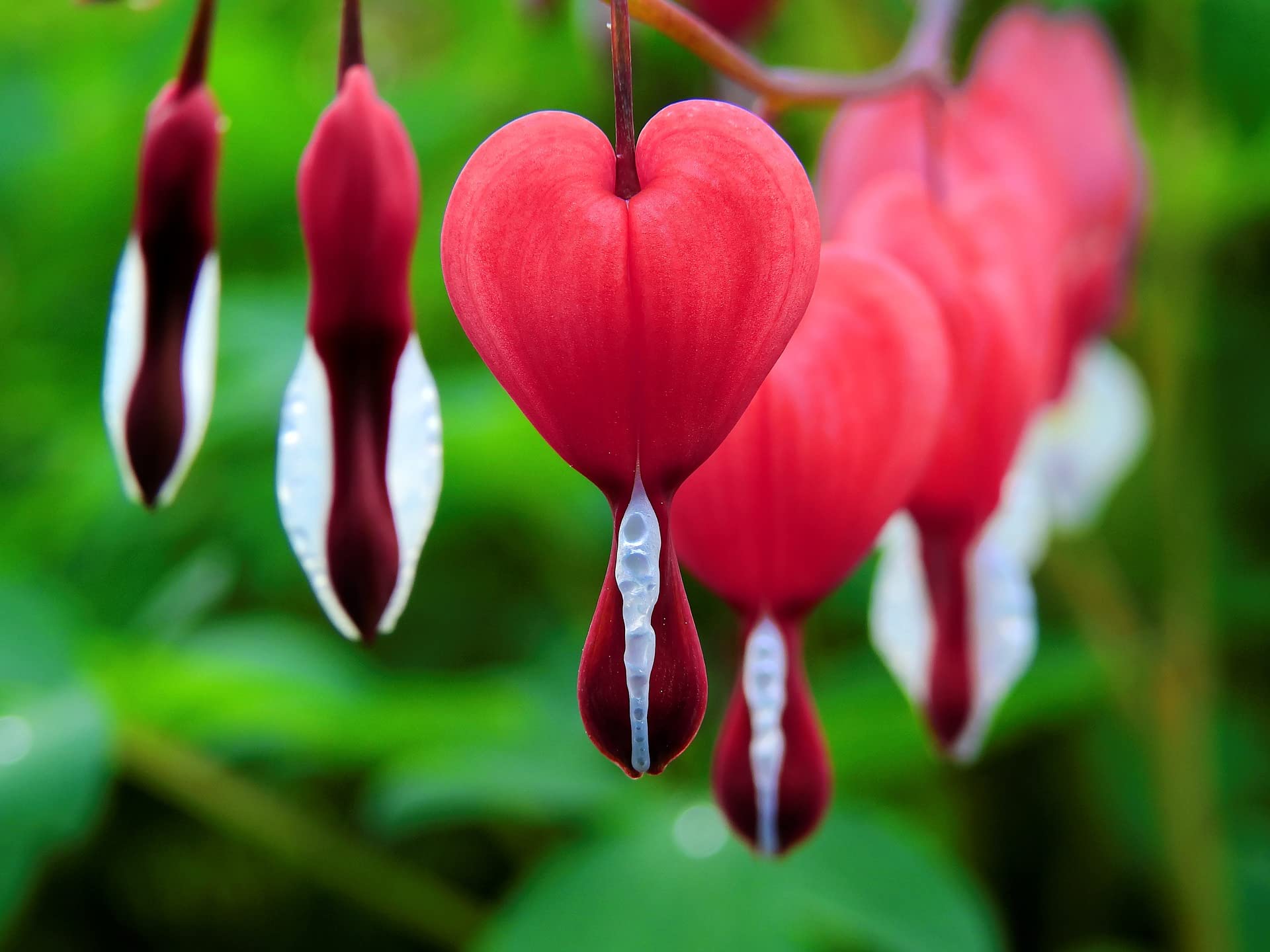Pink Bleeding Hearts 15 Seeds Pack !! Rare Seeds !!all season flower (B0979FZB62) Amazon Price History, Amazon Price Tracker