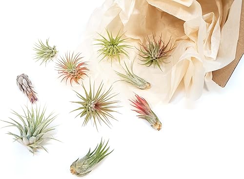 Miniatura 3 de Paquete de 12 plantas de aire Ionantha surtidas, venta al por mayor, a granel, Tillandsia viva, plantas de casa de fácil cuidado, suculentas