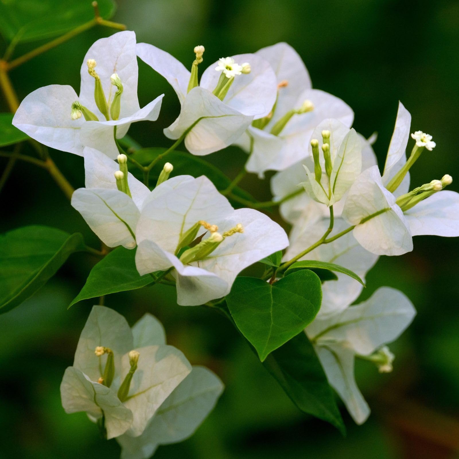 See full amazon price history chart for Bougainvillea plant live white || live plant of white Bougainvillea (Pack of 1) Bougainvillea plant live white || live plant of white Bougainvillea (Pack of 1) (B0CKF32649) Amazon Price History, Amazon Price Tracker