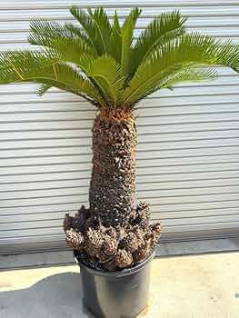 蘇鉄 子株多数 Amazon.co.jp: 蘇轍 ソテツ 子株大量！ ロックガーデン : DIY・工具