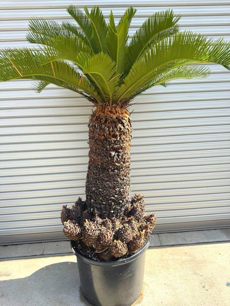 Amazon.co.jp: 蘇轍 ソテツ 子株大量！ ロックガーデン : DIY・工具