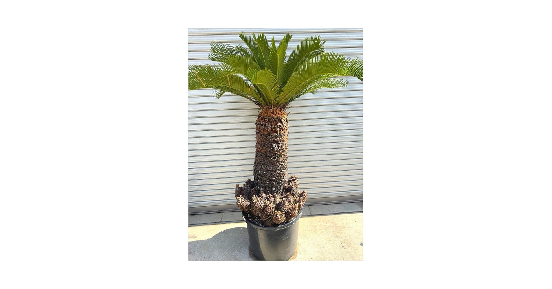 ソテツ 3頭 子株 多数 ソテツ」を株分けした後の管理について~植物を ソテツ 3頭 子株 多数 ソテツ」を株分けした後の管理について~植物を