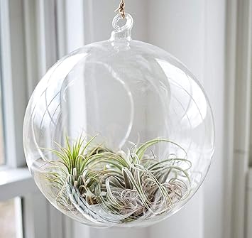 FYUGO Crystal Clear Hanging Glass Globe Plant Terrariums | Tealight Glass Candle Holders | Home Decorative Items | House Warming Party Gifts |DIY Crafts | Gifts (4' inch) (Pack of 6)