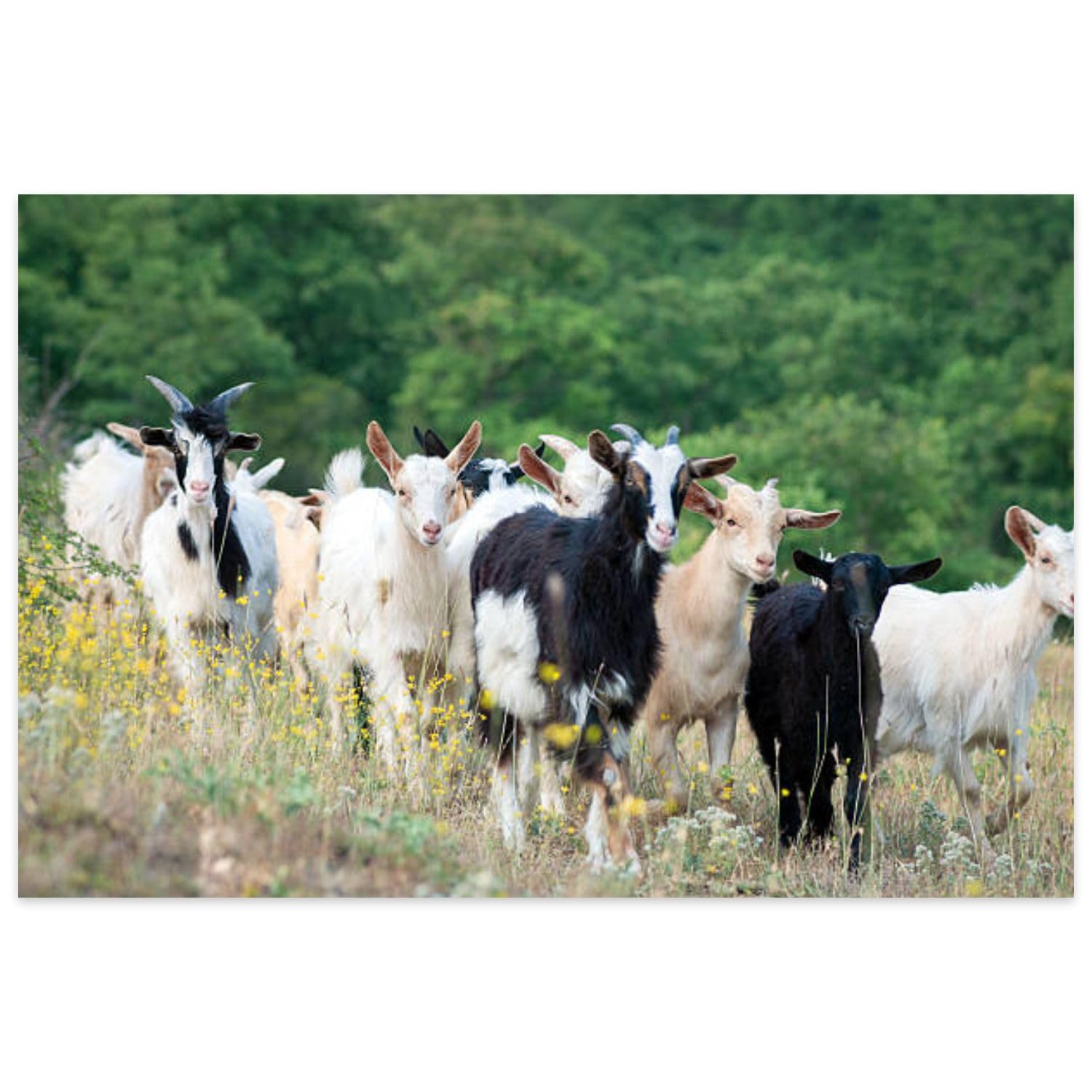 Jigsaw Puzzles 500 Pieces for Adult Goats Summer Pasture Goat Herd Grazing Agricultural Field Dairy Puzzle Game for Family Wooden Puzzle Toy Educational Games Puzzles for Home Decor