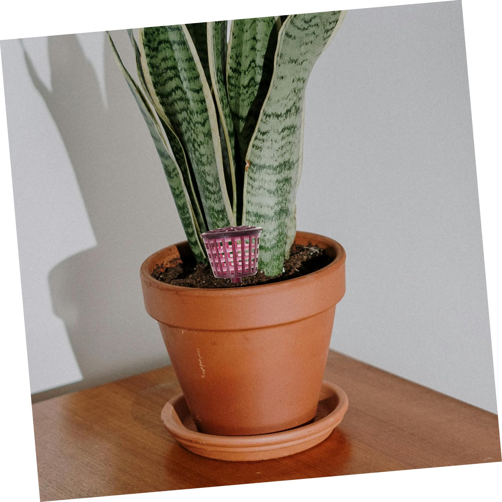 Sosoport Panier D'engrais pour Bonsaï 10 Pièces en Plastique Pourpre | Boîte à Couvercle, Réutilisable, Usage Jardinage et Bonsaï, Protège L'engrais