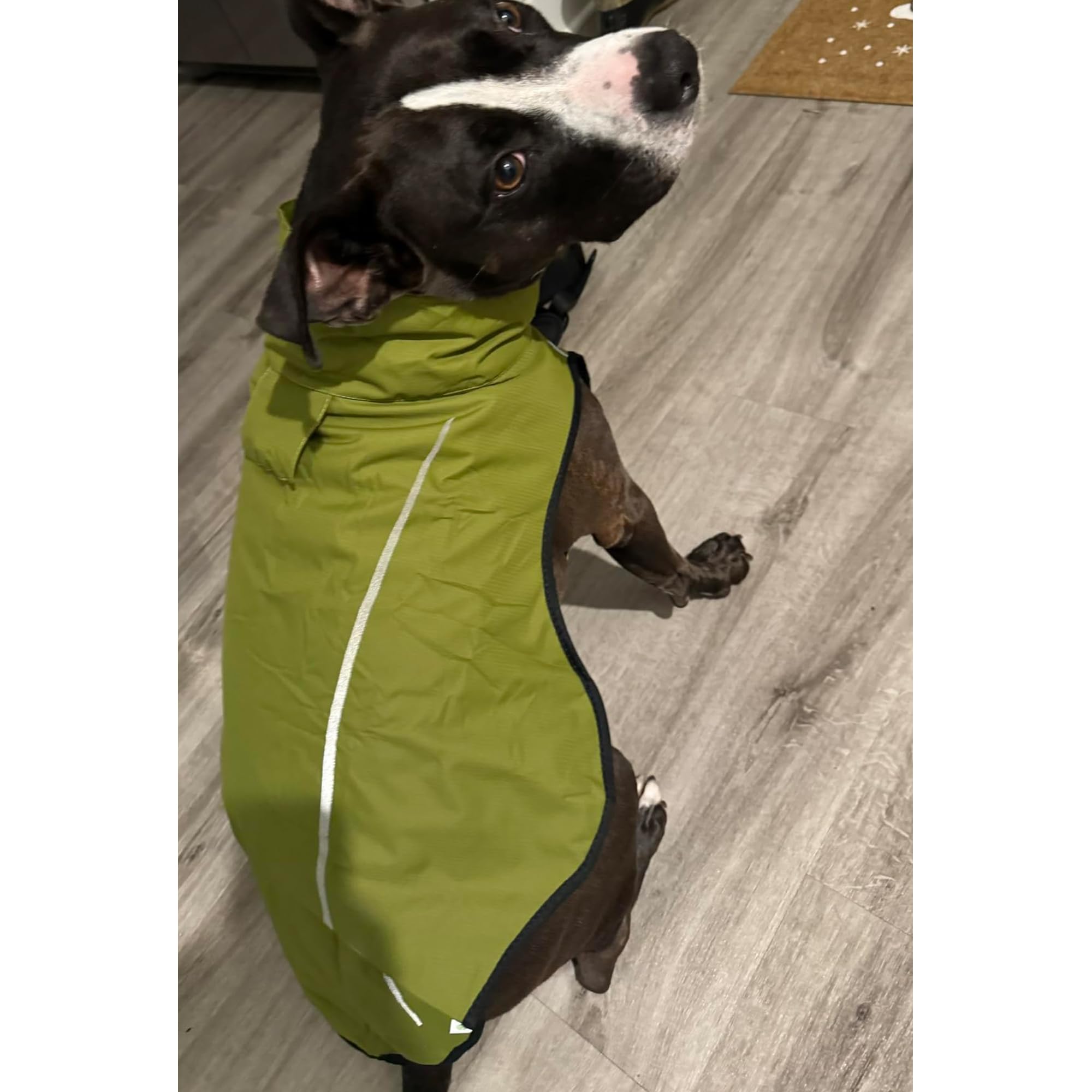 Mile High Life | Imperméable pour Chien | Vêtements Ajustables imperméables pour Animaux de Compagnie | Veste de Pluie légère avec Bande réfléchissante (Jaune Tilleul, S)