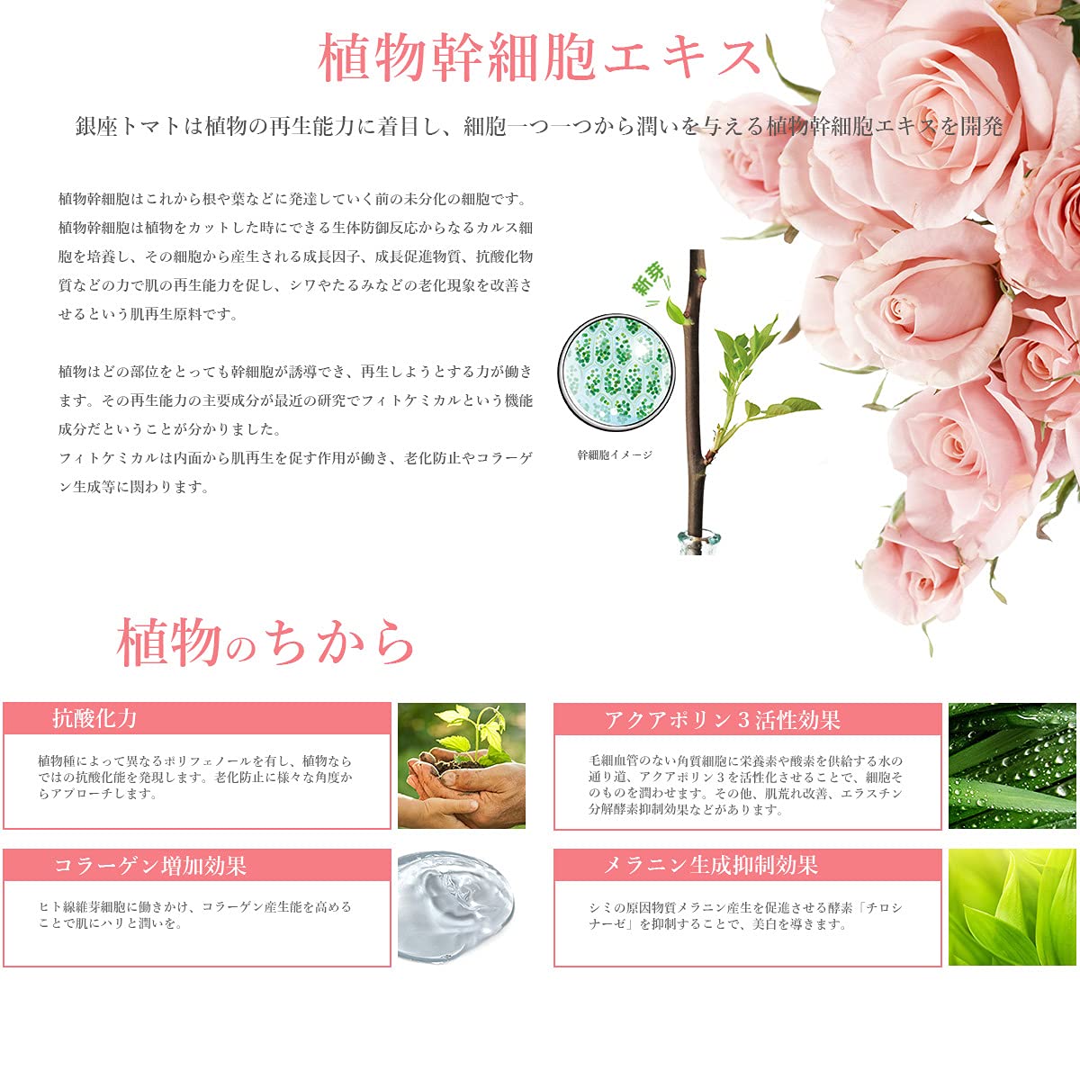 Amazon | CHIECO クリームCP/美容 クリーム バラ 幹細胞 敏感肌 シミ