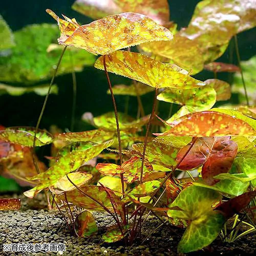 水草　トリミング　水中葉　無農薬　無害虫 楽天市場】（水草） ニューラージパールグラス（25本） 無農薬