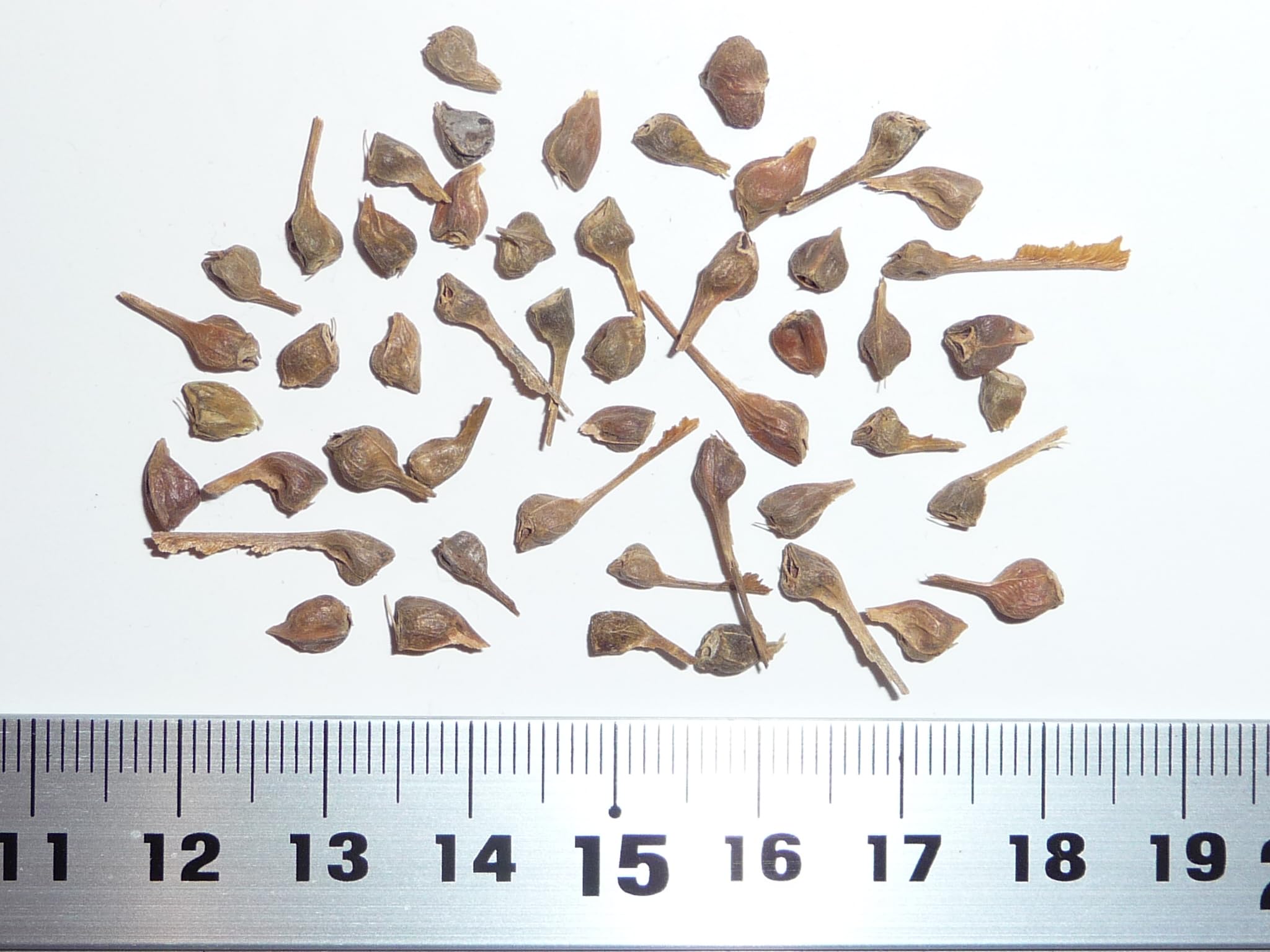 Amazon.co.jp: 【モミジ・カエデの種】トウカエデ＜唐楓＞ ［中国産