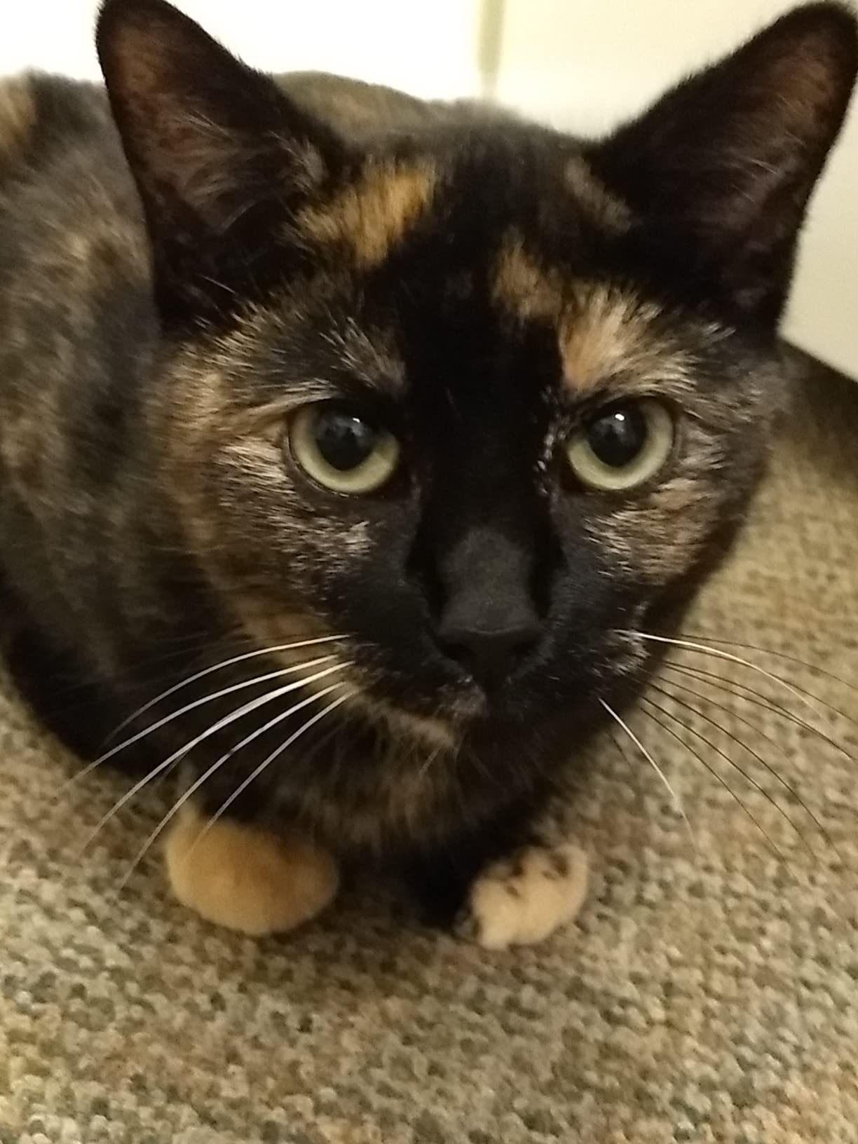 Meow Mix Original Choice Dry Cat Food, 6.3 Pound Bag photo review