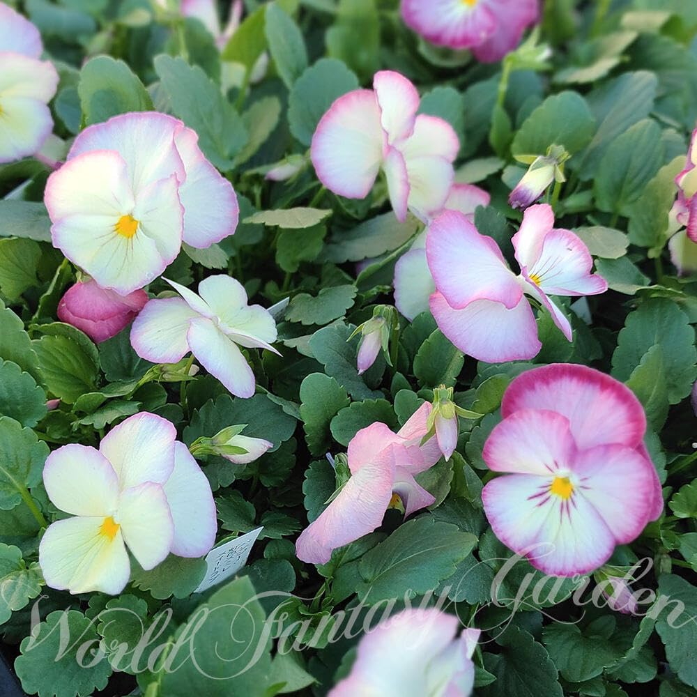 Amazon｜ハッピーガーデン 花苗 パンジー 虹色スミレ スイートラブ 3.5