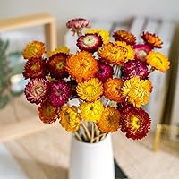 JTODER Natural Dried Daisy Flowers Bouquet - 20 Multicolor Daisies, Sunflowers & Chrysanthemums for Wedding, Vase, Farmhouse Decor