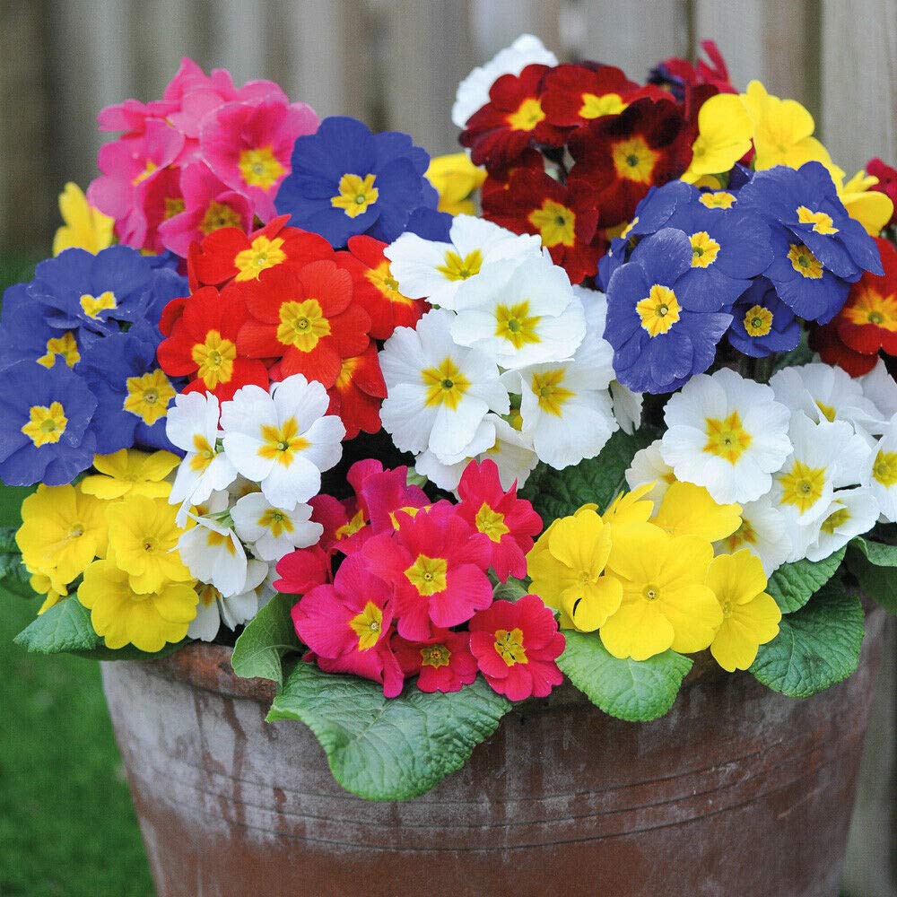 Polyanthus Plugs 'Most Scented Mix' Primula Hardy Perennial Plant Flowering Garden Plants Easy to Grow for Informal Cottage Gardens 24 Plug Plants by Thompson and Morgan