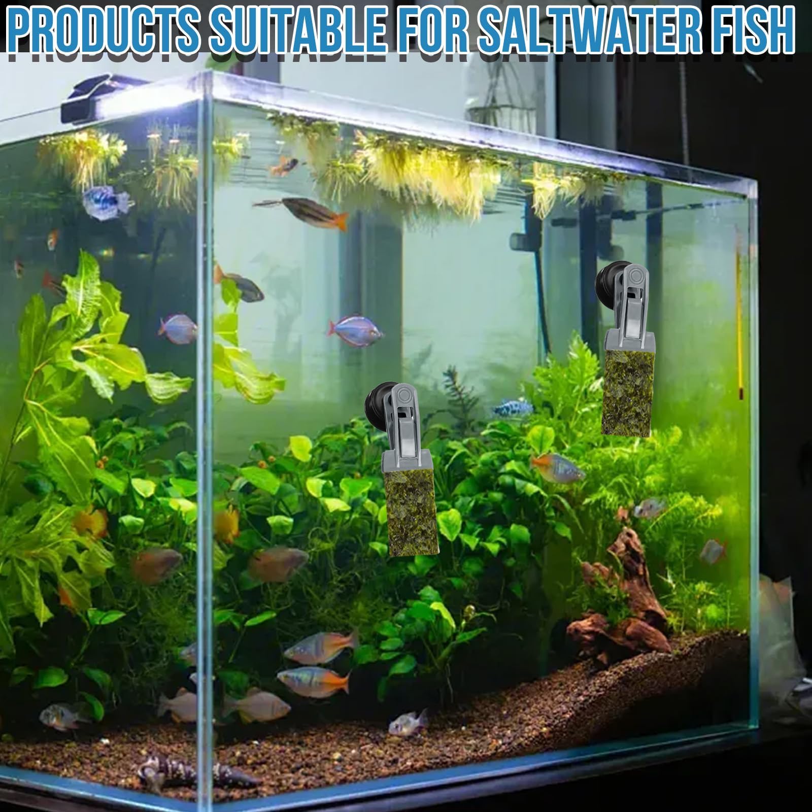 2 comederos para Peces de Colores, Accesorios para acuarios de Agua Salada, imán para Algas, Clips magnéticos para acuarios, Anillo de alimentación para peceras, Apto para Mascotas acuáticas