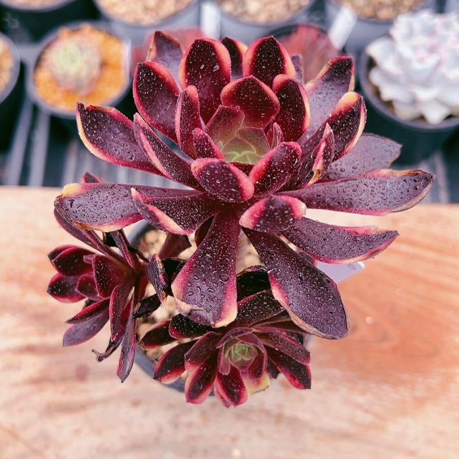 72#多肉植物アエオニウム錦❤️スーパーバン❤️1大頭15小頭33cm钵土付き出荷 72#多肉植物アエオニウム錦❤️スーパーバン❤️1大頭15小頭33cm钵