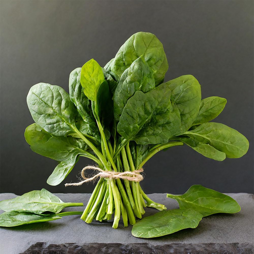 Spinach Seeds – Early, Vigorous Winter Variety with Large Smooth Leaves – Cold Hardy Italian Variety for Autumn & Winter Harvesting – High Yield – Fresh Vegetables for UK Gardens