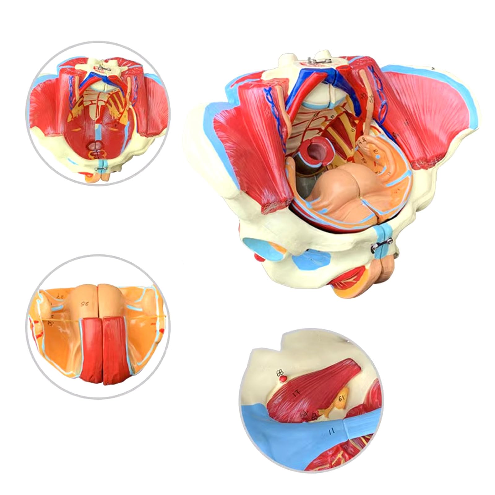 Educatief model Vrouwelijk skelet Bekken Anatomisch model, menselijk levensgroot bekkenskelet Model Bekkengewricht Model voor medische hulpmiddelen Onderwijs Orthopedie Artsenkliniek Educatief model Vrouwelijk skelet Bekken Anatomisch model, menselijk levensgroot bekkenskelet Model Bekkengewricht Model voor medische hulpmiddelen Onderwijs Orthopedie Artsenkliniek