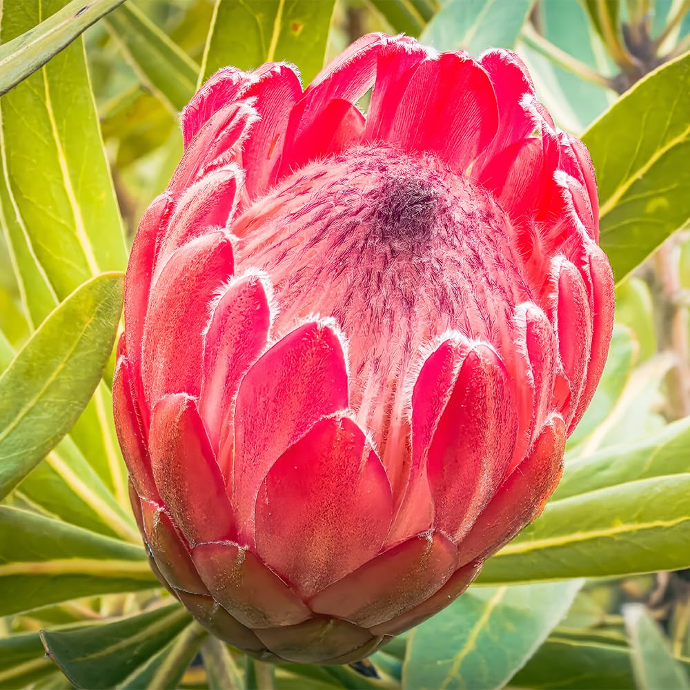 ①*:ஐ巨大なピンクの花*:ஐプロテア・苗木【スペシャルピンクアイス