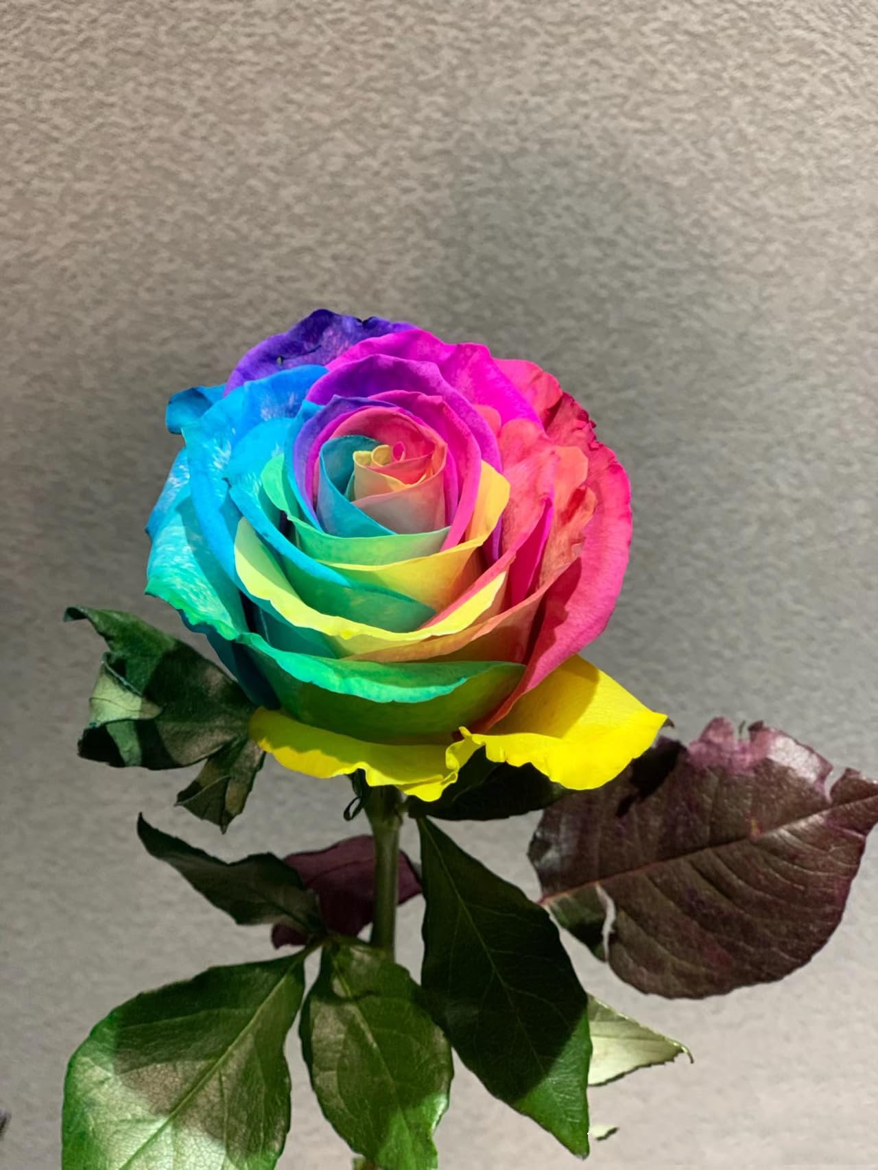 raibow-rose Amazon.com : Farm Direct Fresh Rainbow Roses | 24 Rainbow