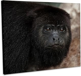 3dRose, Black Howler Monkey, Community Baboon Center, Belize - SA02 POX0023 - Pete Oxford, Museum Grade Canvas Wrap 20x16