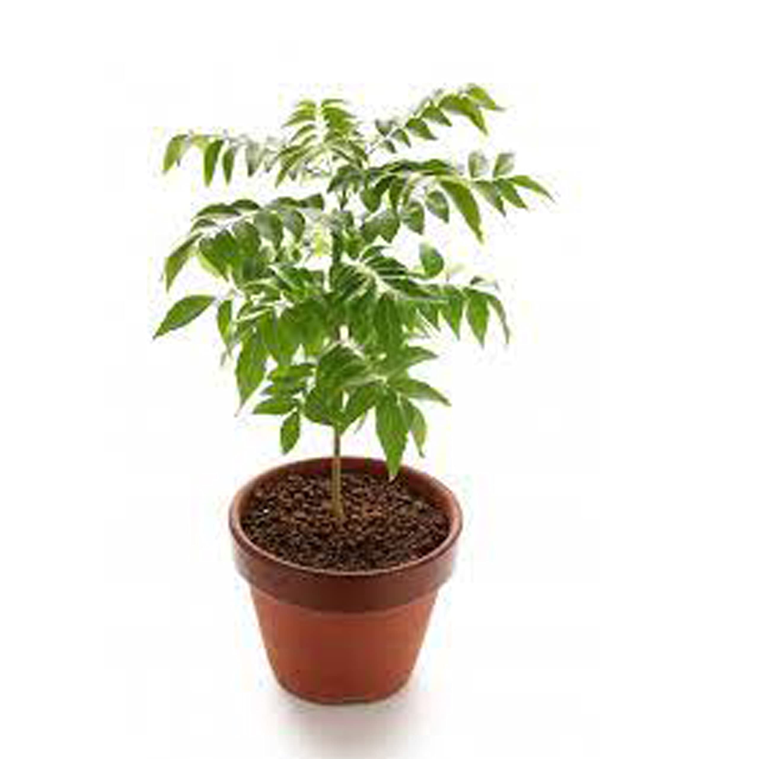 Curry patta/Leaf Plant Seeds For Roof/Kitchen Garden Bush Plant Seeds pack of 10 quality seeds with very high germination rate (B09MKW59ZG) Amazon Price History, Amazon Price Tracker