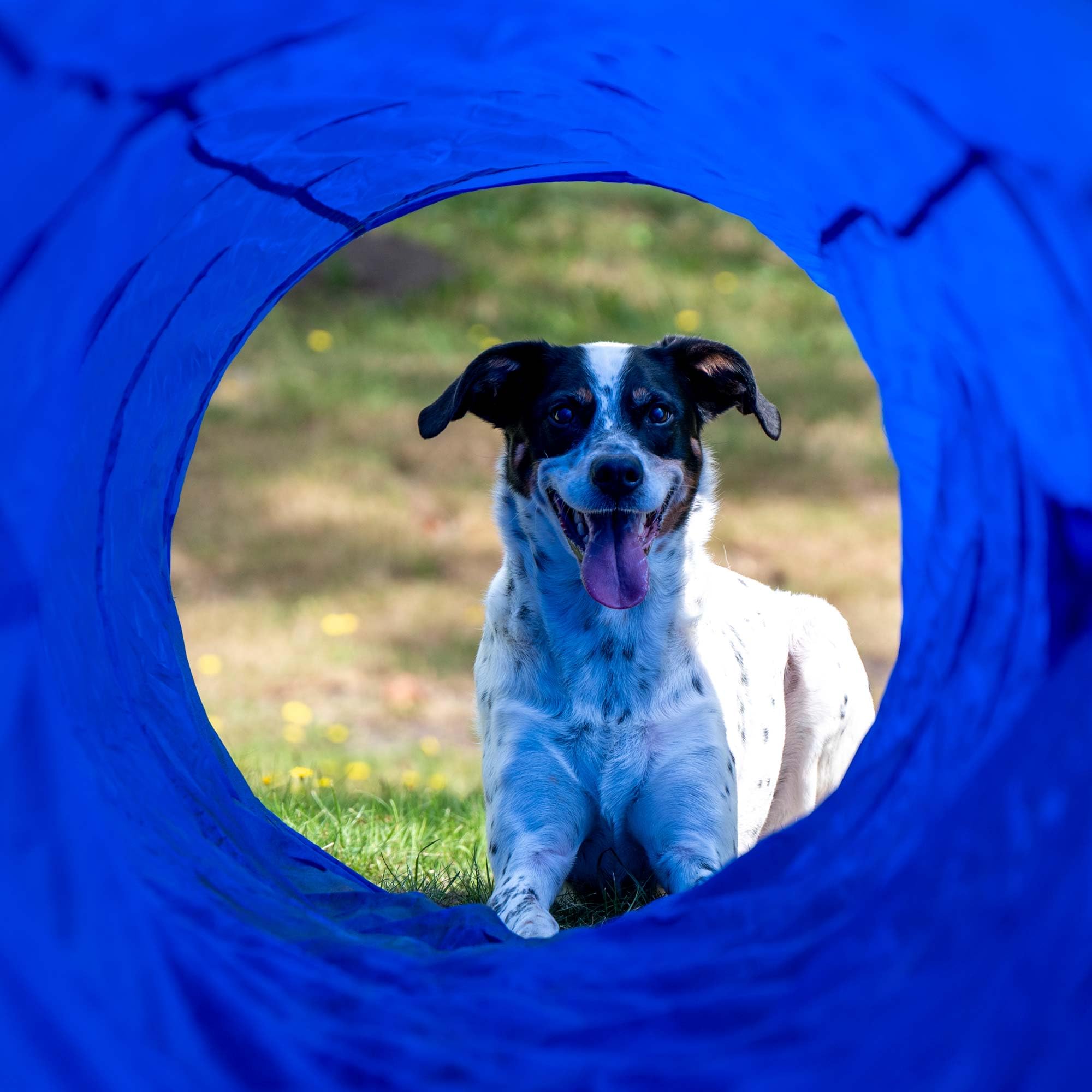 Agility Tunnel