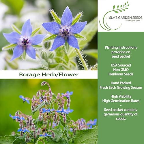 Miniatura 2 de Semillas de flores de hierbas de borraja para plantar, más de 125 semillas por paquete, semillas de jardín de Isla (semillas de jardín de Isla),