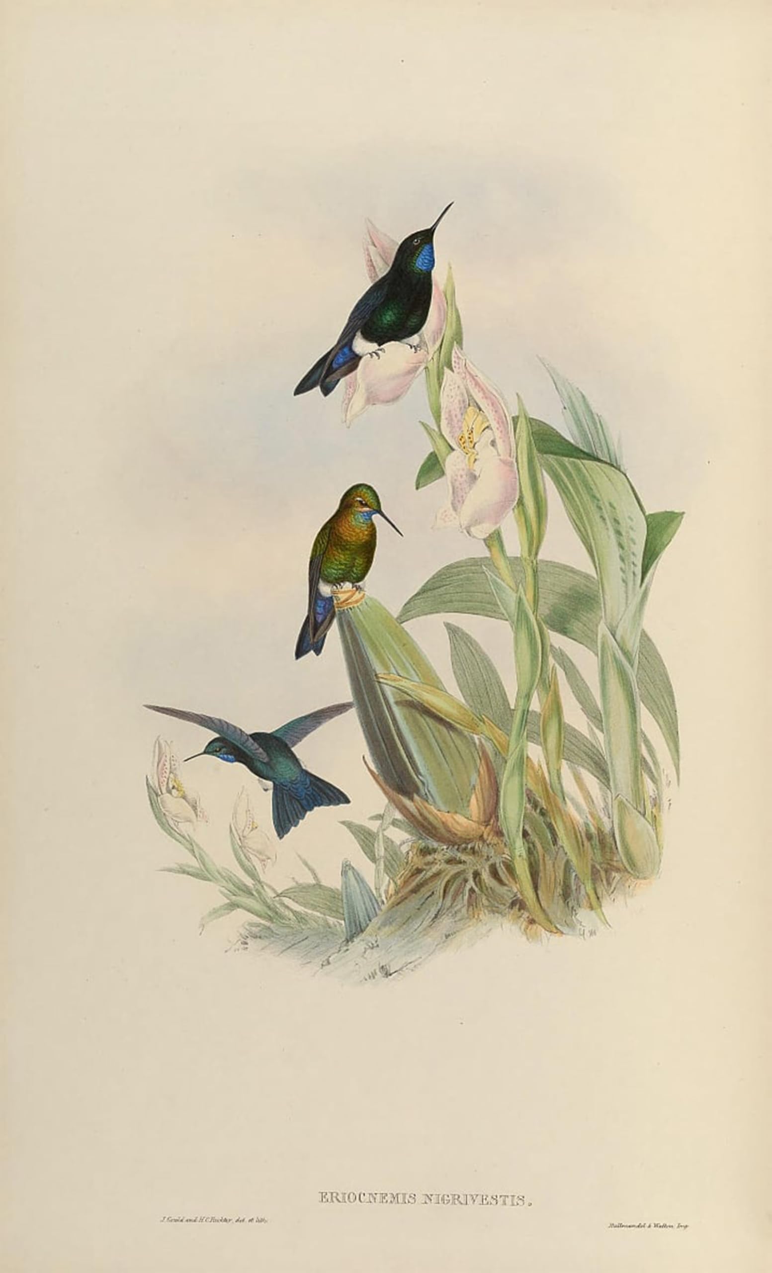 SERENDIPITP Abstract Painting Mural Print Picture Wall Decor Painting Animal Bird Eriocnemis Nigrivestis by John Gould Vintage Wall Artwork for Home Decor 60x90cm